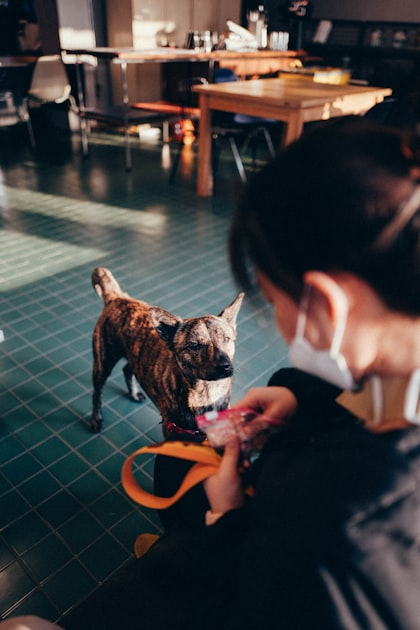 Choosing Home Boarding for Your Dog