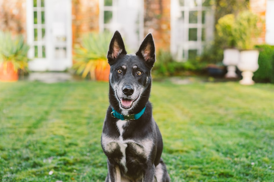 Finding Trustworthy Pet Care