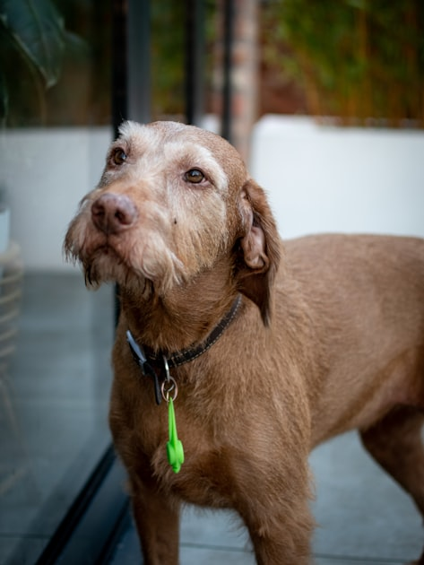 The Importance of Regular Dog Walks