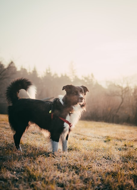 Holiday Care for Your Pets