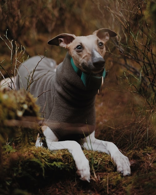 Creating a Safe Environment for Dogs