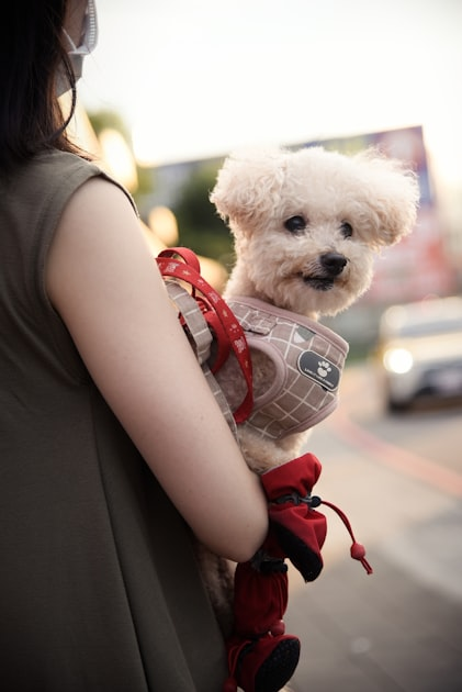 The Benefits of Dog Walking